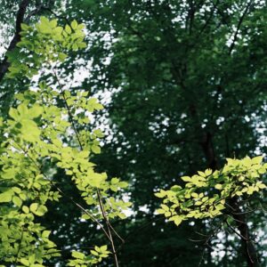 an image from the forest-themed photoshoot of light coming through leafy green branches